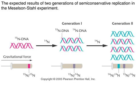 Meselson And Stahl Pearson