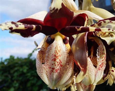 The Rarest Orchids in the World | Viva Orchids