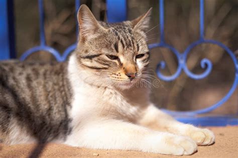 Portrait of a White and Grey Tiger Cat in the Sun in Front of a Blue ...