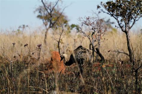 Parque Nacional Das Emas Bela Op O De Ecoturismo Em Goi S