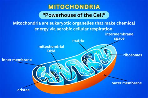 Mitochondrial Disease Or Mito Pwonlyias