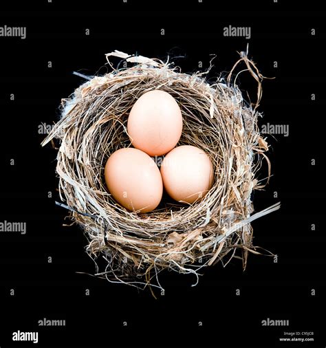 Eggs In A Birds Nest Hi Res Stock Photography And Images Alamy