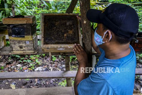 Menengok Budidaya Lebah Trigona Di Hutan Kota Srengseng Republika Online