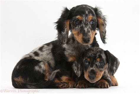 Dogs: Two tricolour merle Dachshund pups photo WP31963