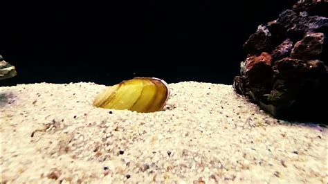 Incredible Sand Burrowing Clam In Aquarium Natures Hidden Gemsshrimp