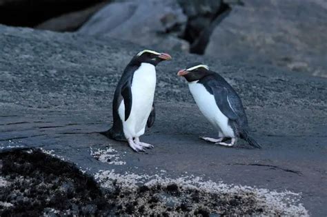 12 Fascinating Facts About Fiordland Penguins [#4 is Hard to Believe ...