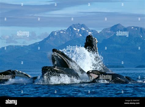 Alaska Humpback Whale Megaptera Novaeangliae Lunge Feeding Bubble