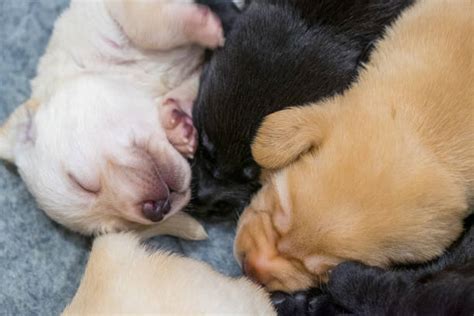 320+ Cute Newborn Labrador Puppies Sleeping Stock Photos, Pictures ...