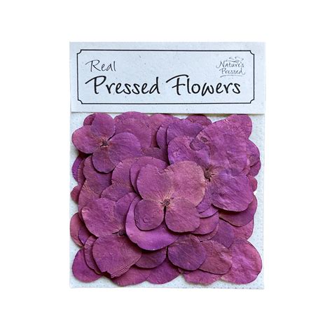 Hydrangea Pink - Nature's Pressed