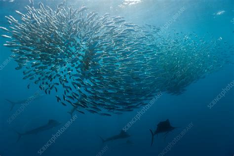 Atlantic Sailfish Hunting Sardines Stock Image C0316625 Science