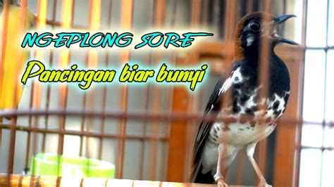 ANIS KEMBANG NGEPLONG SORE HARI PAS BUAT PANCINGAN ANIS KEMBANG MALAS