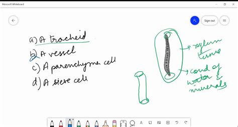 SOLVED:See Fig. 1.6. What is the function of the sieve tubes? How does ...