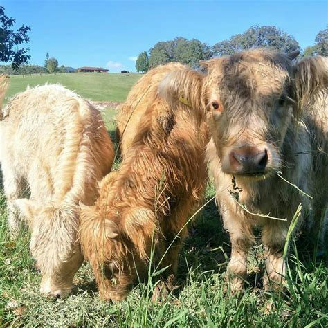 Miniature Highland Cattle For Sale Near Me
