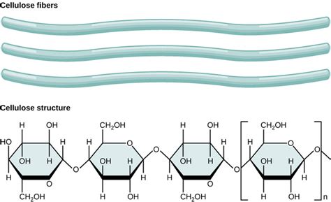 What Makes A Polysaccharide