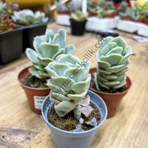 Echeveria Lovely Rose 6,7 cm lik saksı Sukulent-Echeveria Lovely Rose ...