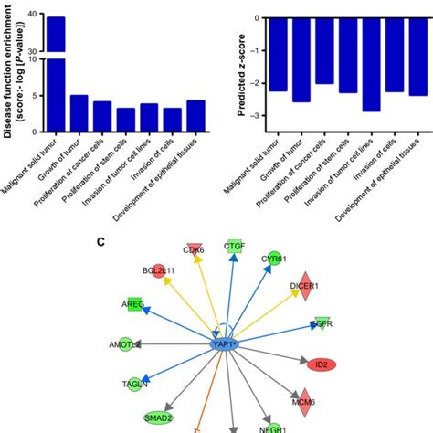 Silencing Of Cenpk Induces Differential Expression Of Genes Involved In