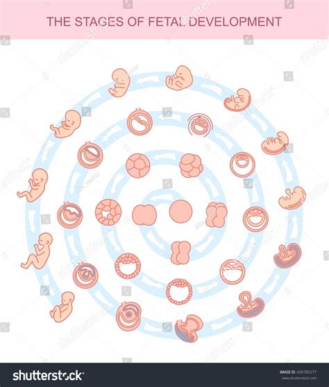 Vector Illustration Stages Fetal Development Isolated стоковая