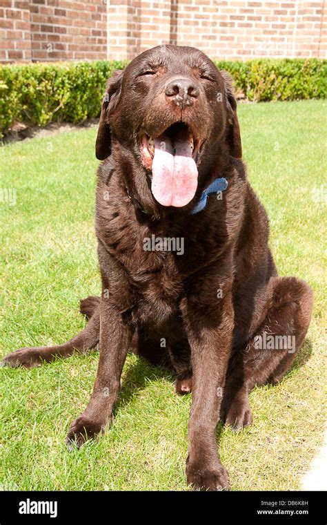 elderly liver labrador suffering from arthritis Stock Photo - Alamy