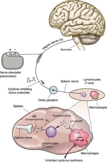 The Pulse Of Inflammation Heart Rate Variability The Cholinergic Anti