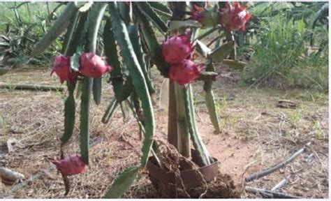 Pitaia Kit Mudas Enraizadas Variedade Vermelha Pitaya R