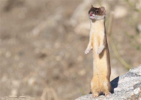 Late Summer Long Tailed Weasel Photos Mia Mcphersons On The Wing