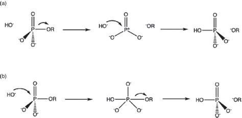 Phosphate Ester Hydrolysis Mechanism