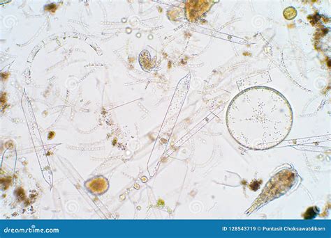 Marine Aquatic Plankton Under Microscope View Royalty-Free Stock Photo ...