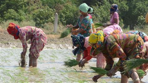 Haryana To Give 7 000 Acre To Farmers For Non Paddy Crops Chandigarh