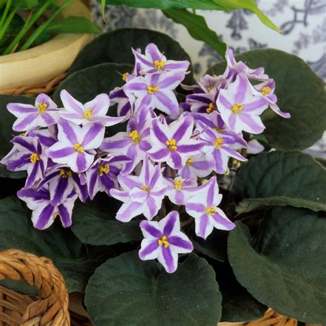 Are African Violets Poisonous to Dogs?