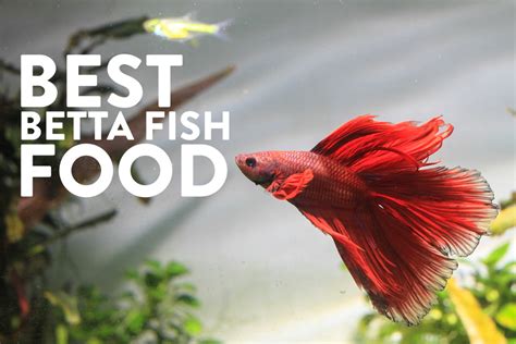 The Best Pellet Food For Your Betta Fish Legit Fish Food