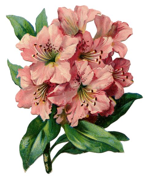 12 Rhododendron Clipart - Beautiful Flowers! - The Graphics Fairy