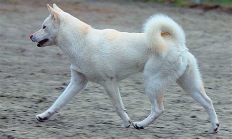 Kishu Inu Dog Breed | Info | Characteristics | Traits | Personality