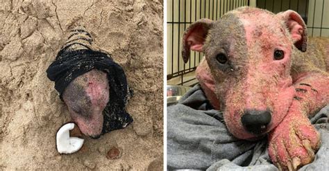 Cane Maltrattato E Sepolto Vivo Dal Padrone Trovato In Una Spiaggia