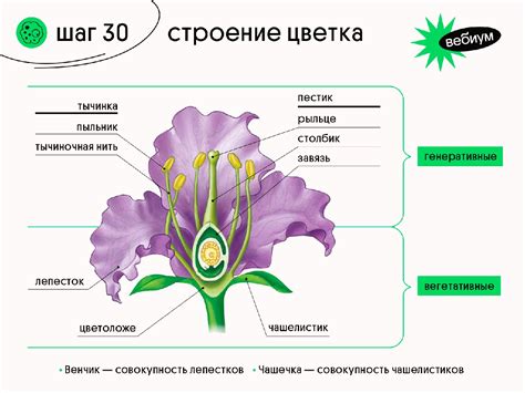 Схема строения цветка 6 класс биология рисунок