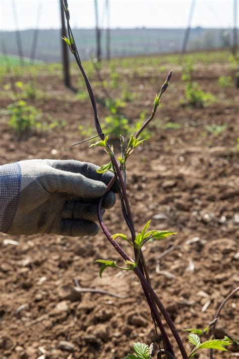 France Houblon Le Houblon français