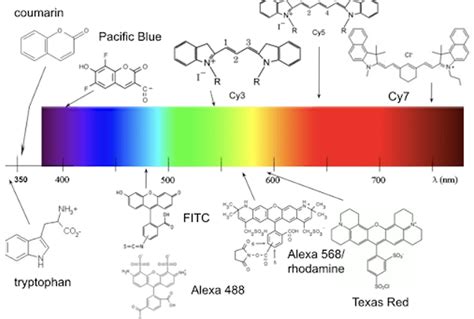 Families of Different Fluorophore Chemistry - FluoroFinder