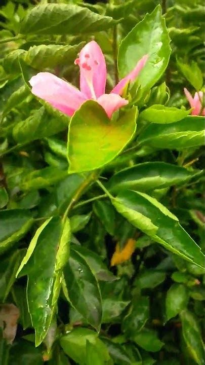 Zs Garden Flowers ফুল Plants Garden Tree Youtube Tiktok Fb