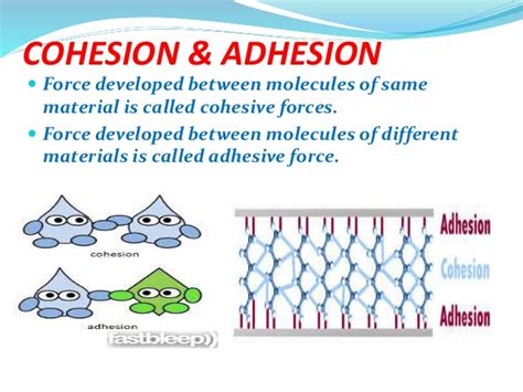 Cohesion And Adhesion Examples