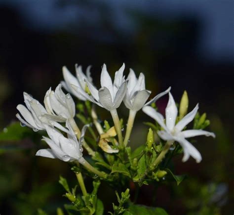 Jasminum Auriculatum Juhi Trustherb