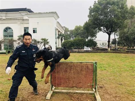 为保平安，兰州警犬也冬训澎湃号·政务澎湃新闻 The Paper