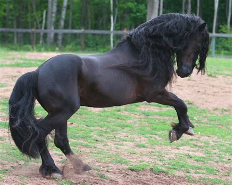 Frison O Que Significa - Cuidados del frisón – CaballosFrison.com