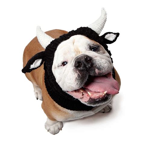 Dog Costumes by Breed | Chihuahua, Pug, Pitbull Dog Costumes & More