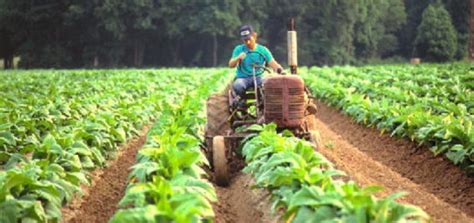 Agricultura En Misiones Tejiendo Comunidades