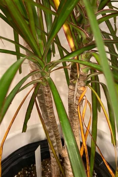 Why Dragon Tree Leaves Turn Yellow A Closer Look Garden For Indoor