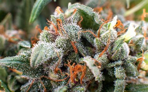 7 Ways Marijuana Strains - 7 Ways cannabis Strains