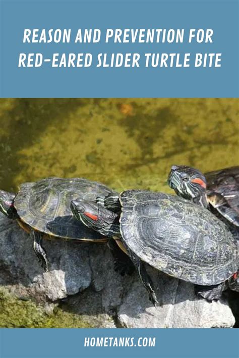 Red Eared Slider Turtles Lifespan Factors Life Cycle And Improving