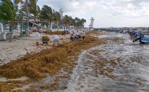 Situaci N Actual Del Sargazo En El Caribe Mexicano Es Alarmante