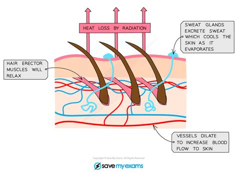 Edexcel Igcse Biology 复习笔记 21010 Temperature Regulation 翰林国际教育