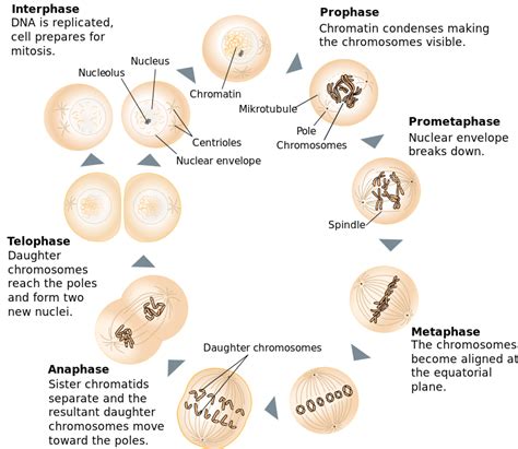 Difference Between Mitosis And Meiosis