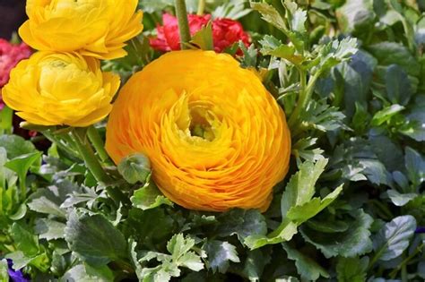 How To Grow Ranunculus Flowers Recommended Tips